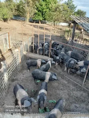 Bazna rasă pură.  - imagine 4