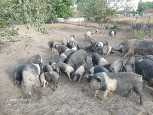 Bazna rasă pură.  - imagine 5