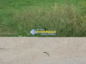 Teren Intravilan 600 mp zona Alba Micesti parcele diverse