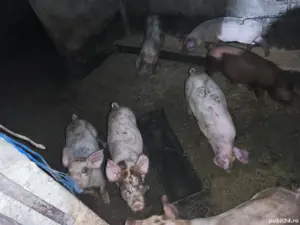 porc gras 90-100kg - imagine 3