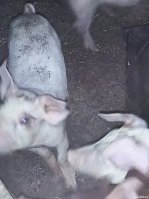 porc gras 90-100kg - imagine 4