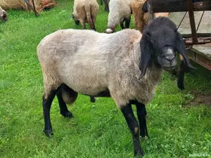 Vand berbec Tigaie Sarbeasca  - imagine 3