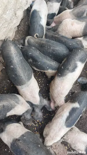 Vând purcei! - imagine 3