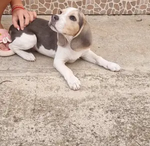 Pui Beagle mascul, culoare blue and tan - imagine 2