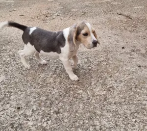 Pui Beagle mascul, culoare blue and tan - imagine 3