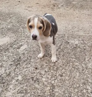 Pui Beagle mascul, culoare blue and tan - imagine 4