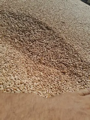 Triticale De Vanzare