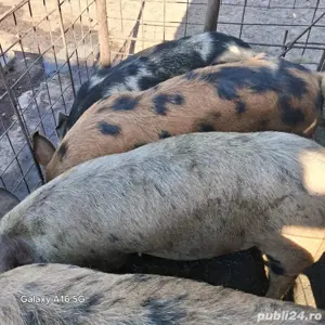 Vand porci intre 80-100 kg - imagine 3