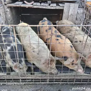 Vand porci intre 80-100 kg - imagine 2