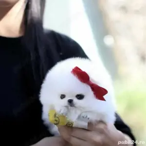Pomeranian mini toy