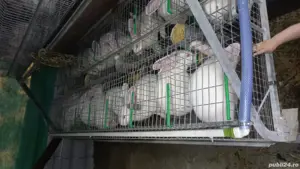 iepuri pannoni albi - imagine 4 iepuri pannoni albi - imagine 4