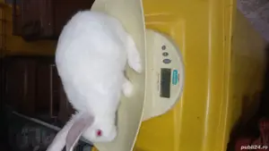 iepuri pannoni albi - imagine 2 iepuri pannoni albi - imagine 2