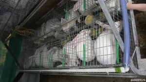 iepuri pannoni albi - imagine 3 iepuri pannoni albi - imagine 3