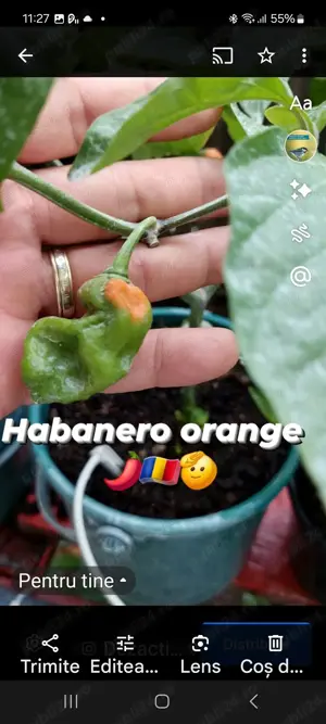 Habanero orange și red