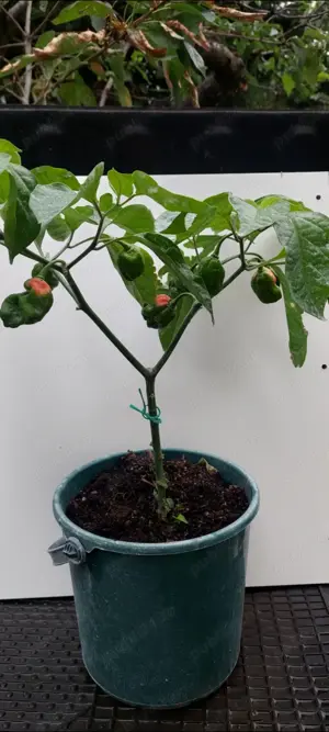 Habanero orange și red - imagine 3