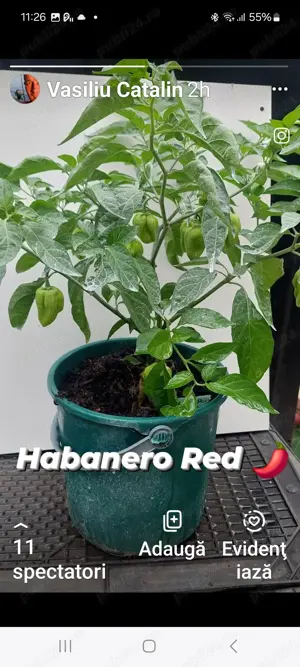 Habanero orange și red - imagine 2