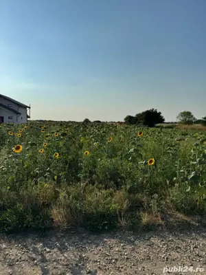 Vând teren intravilan 2500 mp, Măgurele, Ilfov. - imagine 3