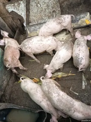 pucerlusi Pietrain cu Duroc  - imagine 2