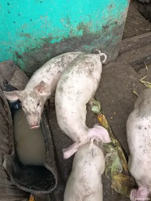 pucerlusi Pietrain cu Duroc  - imagine 3