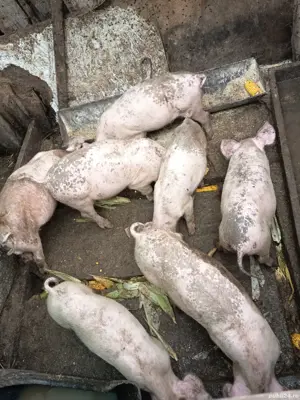 pucerlusi Pietrain cu Duroc 