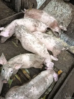 pucerlusi Pietrain cu Duroc  - imagine 4