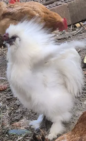 Cocoșei  mătase japoneză culoare albă  - imagine 3