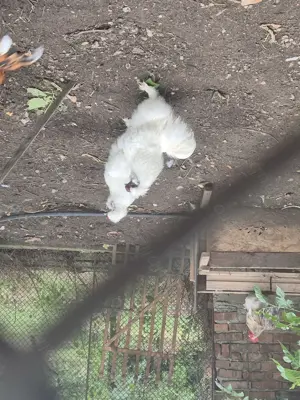 Cocoșei  mătase japoneză culoare albă  - imagine 4