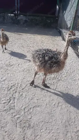 Vând pui de struț - imagine 2 Vând pui de struț - imagine 2