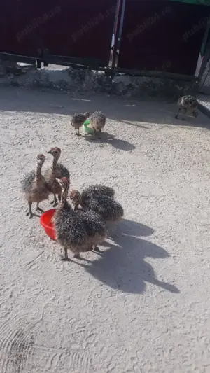 Vând pui de struț - imagine 3 Vând pui de struț - imagine 3