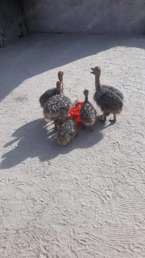 Vând pui de struț - imagine 4 Vând pui de struț - imagine 4