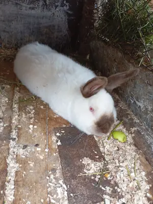 de vanzare! doi iepuri californienii,masculi - imagine 2