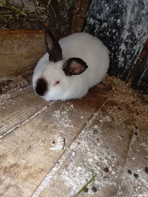 de vanzare! doi iepuri californienii,masculi