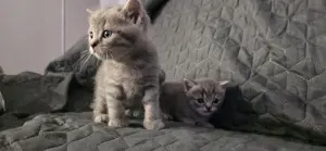 Pui de pisica Britisch shorthair