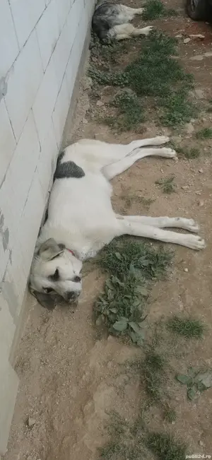 Ciobănesc românesc carpatin