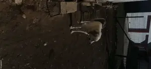 Ciobănesc românesc carpatin - imagine 2 Ciobănesc românesc carpatin - imagine 2