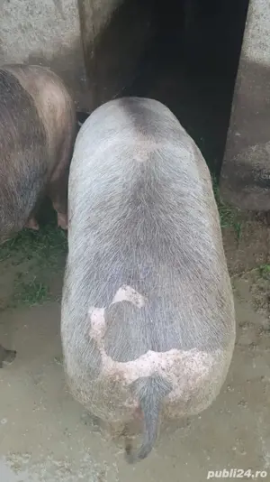 porci sacrificat - imagine 2