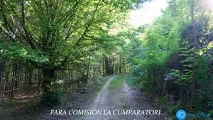 TEREN 6700 MP, INTRAVILAN LANGA PADURE - imagine 12