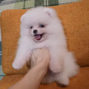 pui pomeranian talie mica - imagine 2