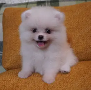 pui pomeranian talie mica