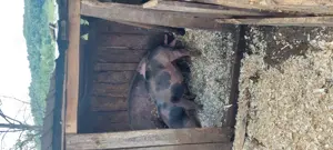 Porci crescuți la tara de vanzare - imagine 2 Porci crescuți la tara de vanzare - imagine 2