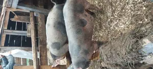 Porci crescuți la tara de vanzare - imagine 3 Porci crescuți la tara de vanzare - imagine 3