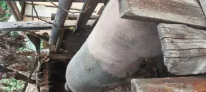 Porci crescuți la tara de vanzare - imagine 5 Porci crescuți la tara de vanzare - imagine 5