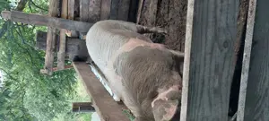 Porci crescuți la tara de vanzare - imagine 4 Porci crescuți la tara de vanzare - imagine 4