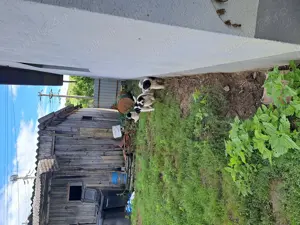 Vând căței ciobănești. 