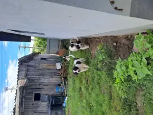 Vând căței ciobănești.  - imagine 2 Vând căței ciobănești.  - imagine 2