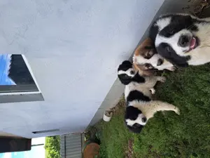 Vând căței ciobănești.  - imagine 3 Vând căței ciobănești.  - imagine 3