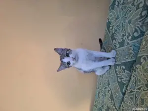 Donez pisicuțe  3luni - imagine 5