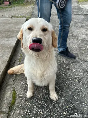 Golden Retriver  - imagine 2