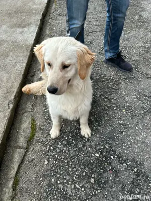 Golden Retriver  - imagine 3