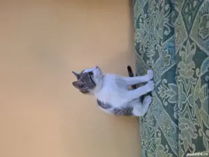 Donez pisicuțe  3luni - imagine 3